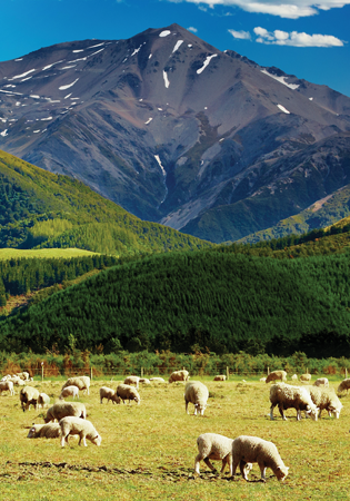 Sheep spend a lot of time outdoors grazing in meadows They eat an all-salad - photo 7