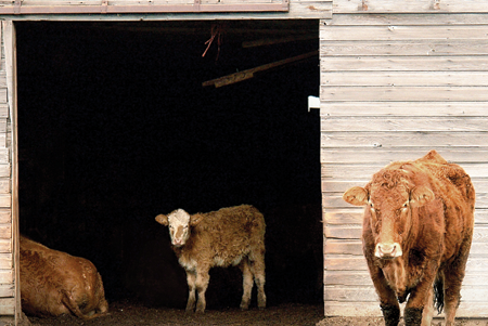 Jersey cows are just the right size for a small farmabout 4 feet tall at the - photo 11