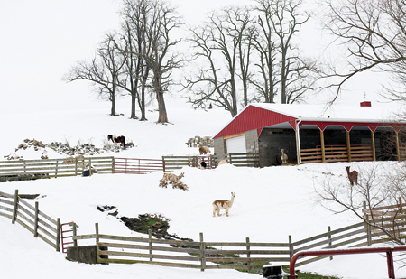 Alpacas can take the cold so long as they can seek shelter in a barn They - photo 12