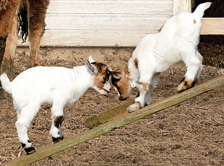 Nubian goats dont just produce lots of rich milk theyre also very active They - photo 13