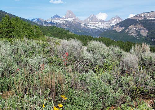 the Tetons near Driggs Juxtaposed with Idahos remote wilderness are thriving - photo 10