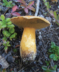 The Fungal Pharmacy Marasmius oreades - photo 2