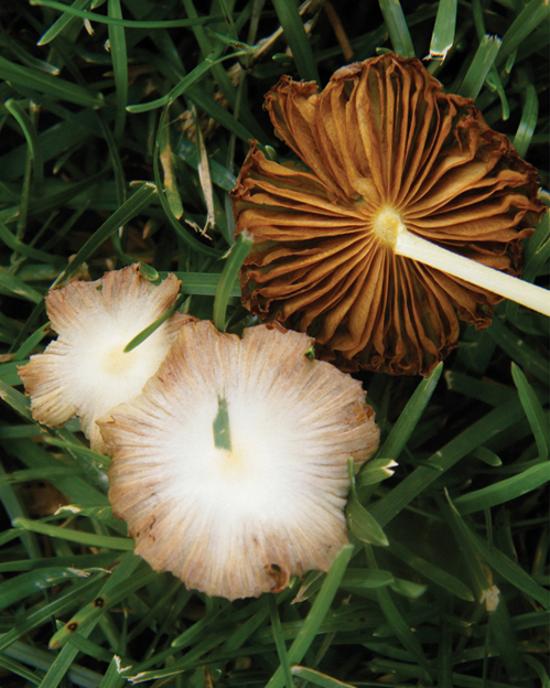 Marasmius oreades Copyright 2011 by Robert Rogers All rights reserved No p - photo 3