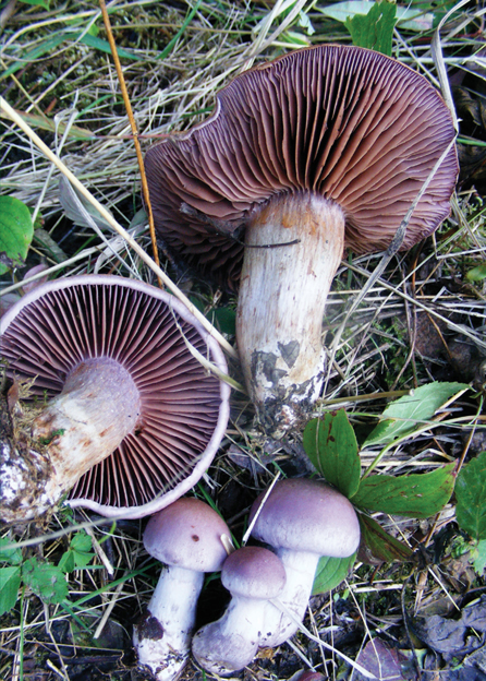 Cortinarius alboviolaceus Foreword M edicinal mushrooms have an - photo 10