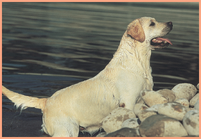 Labrador Retriever yellow Miniature Poodle black What do you get when - photo 4