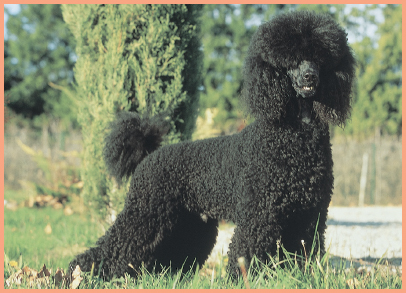 Miniature Poodle black What do you get when you cross the worlds two - photo 5