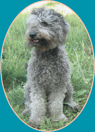 Cute and curly well describes the Labradoodle of today Parent Possibilities - photo 6