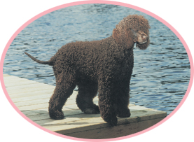 Irish Water Spaniel Beverley Manners of Rutland Manor has bred up to 8 - photo 7