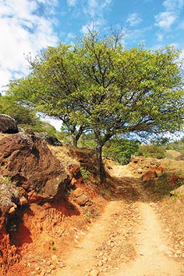 At first glance Nicaragua is brilliant green trees and brightly colored - photo 6