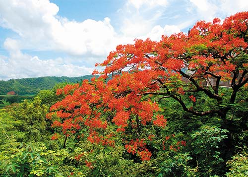 blooming tree in San Juan del Sur hand-rolled cigars Where to Go - photo 12