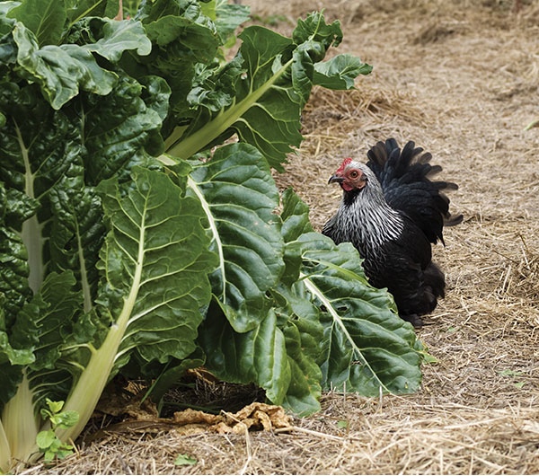 Chickens are opportunistic and will forage for a variety of edible plants - photo 3