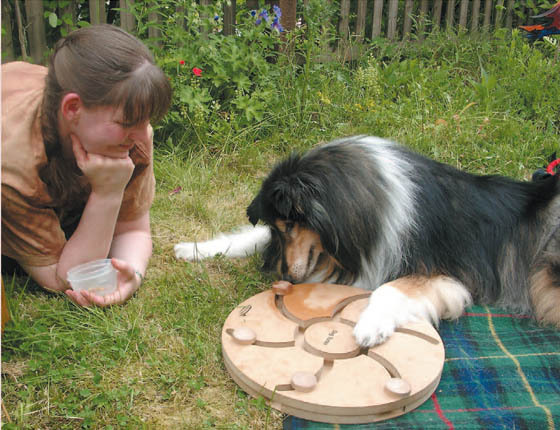 All dogs like playing even old dogs or dogs with a handicap Collie Lana could - photo 7