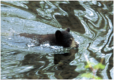 Im very grateful to the following black bear biologists and naturalists - photo 2