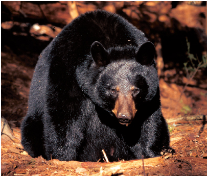 BLACK BEAR FACTS Black bears come in many different colors They can be black - photo 4