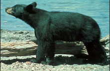 black brown The bear hunkers low over the protein-rich sunflower seeds - photo 6