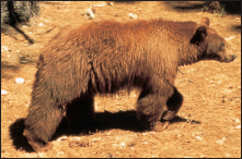 brown The bear hunkers low over the protein-rich sunflower seeds shielding - photo 7