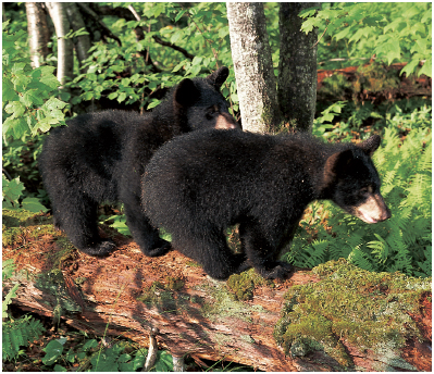 BLACK BEAR FACTS There are eight kinds or species of bear in the world - photo 8