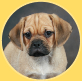 About Our Cover Dog Meet Cooper a Puggle puppy owned by Kelly Williams of - photo 3