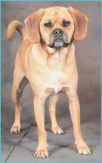 Puggle Sherman enjoys chewing on his toys performing tricks and eating - photo 5