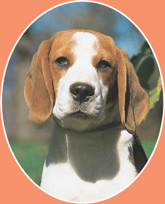 Beagle From two of Americas favorite purebreds comes one of todays favorite - photo 7