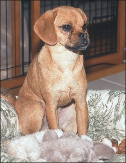 Pet owners are attracted to Puggles for their compact size and companion - photo 8