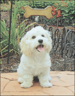 One of the longest known hybrids Cockapoos have been popular pets since well - photo 10