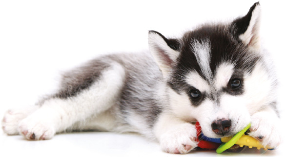 Puppies love to explore their surroundings and are keen to learn which means - photo 6