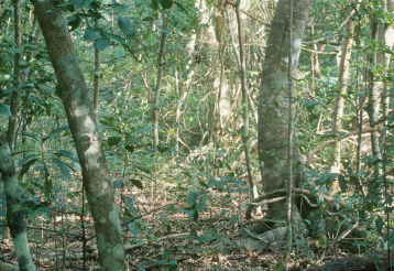 The crested gecko is found only in a primary forest which is a type of old - photo 3