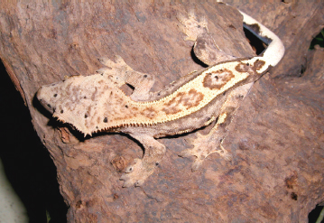 The most obvious distinguishing features of crested geckos are the lateral - photo 4