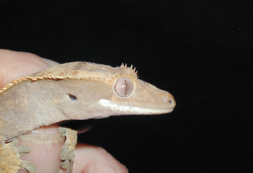 The width of the head and the length of the snout show a range of variation in - photo 6