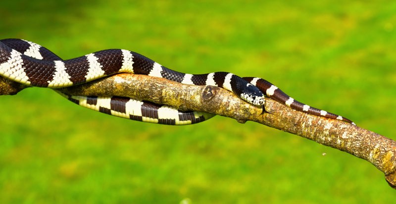 T he California Kingsnake has bands of black and white or yellow It usually - photo 11