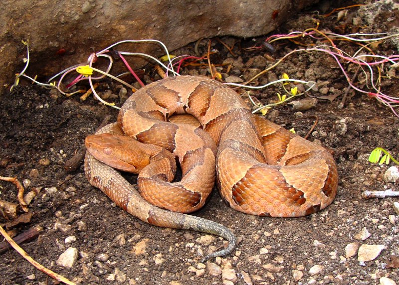 T he Osage Copperhead can be light brown to pinkish-tan with hour-glass shaped - photo 7