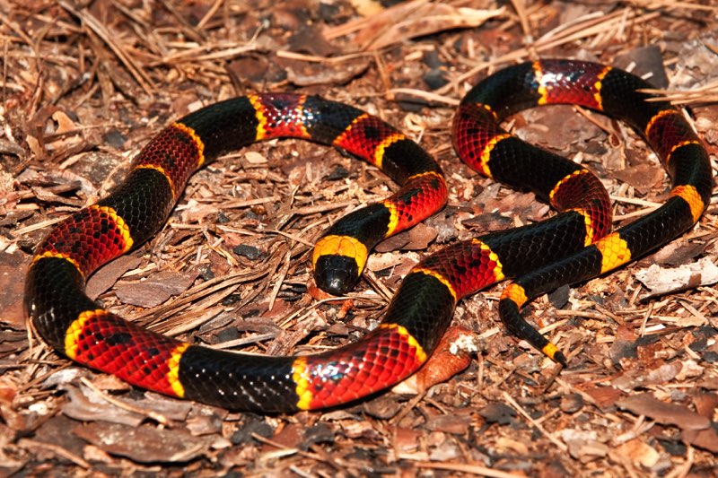 T he Eastern Coral Snake has red yellow and black rings of color It grows to - photo 5