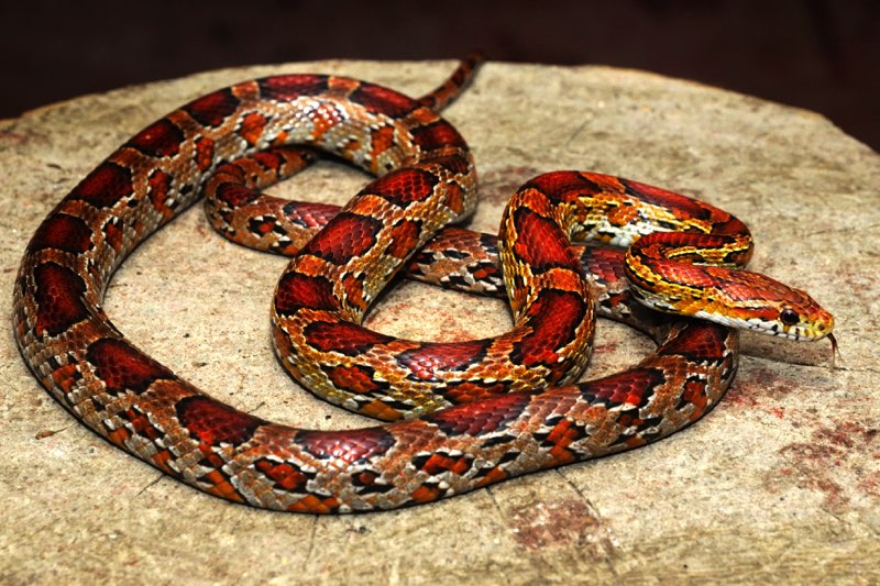 T he Corn Snake is orange or brownish-yellow with large red spots outlined in - photo 2