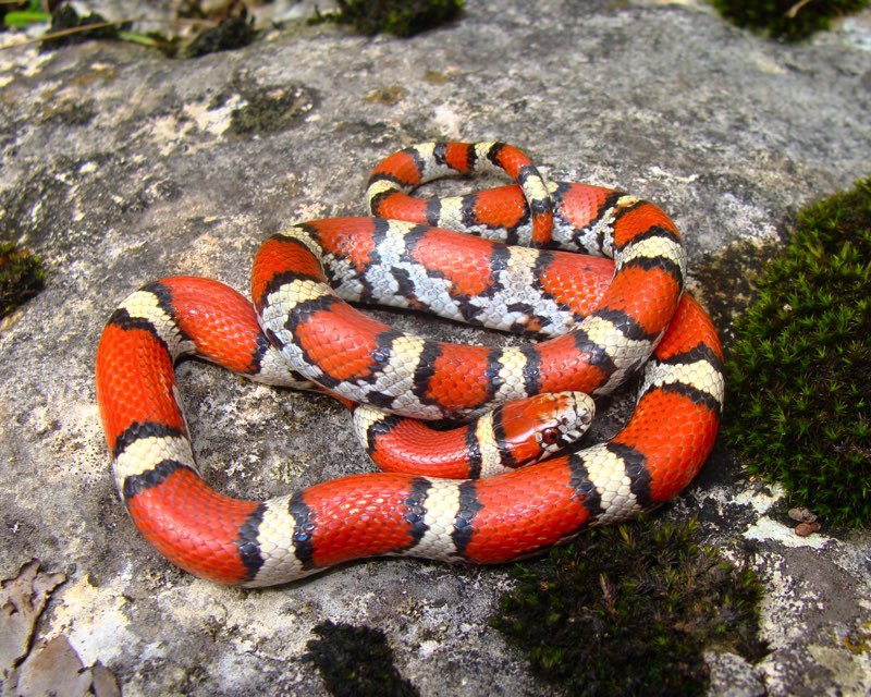 T he Red Milk Snake is white or yellow with red or orange blotches bordered - photo 8