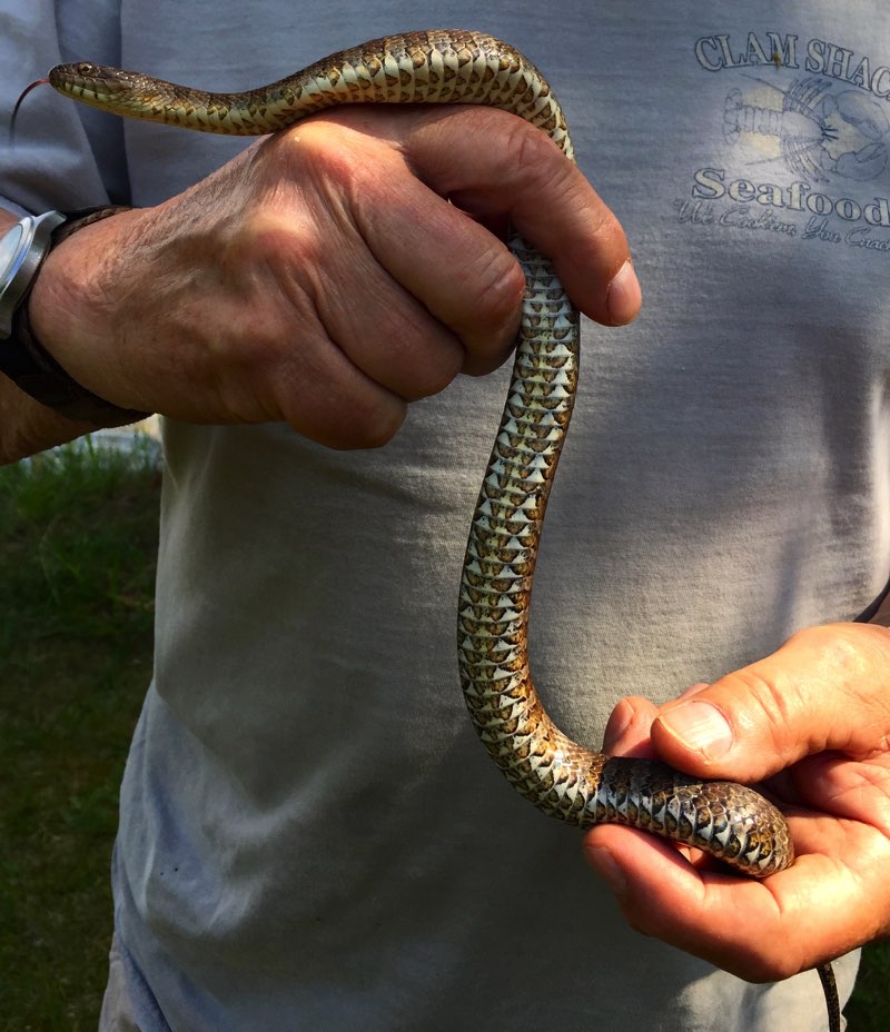 T he Northern Water Snake can be found in a variety of colors from gray to - photo 10