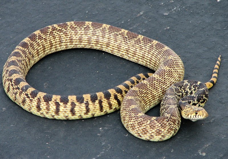 T he Gopher Snake is light yellow or tan with large brown or reddish spots on - photo 3