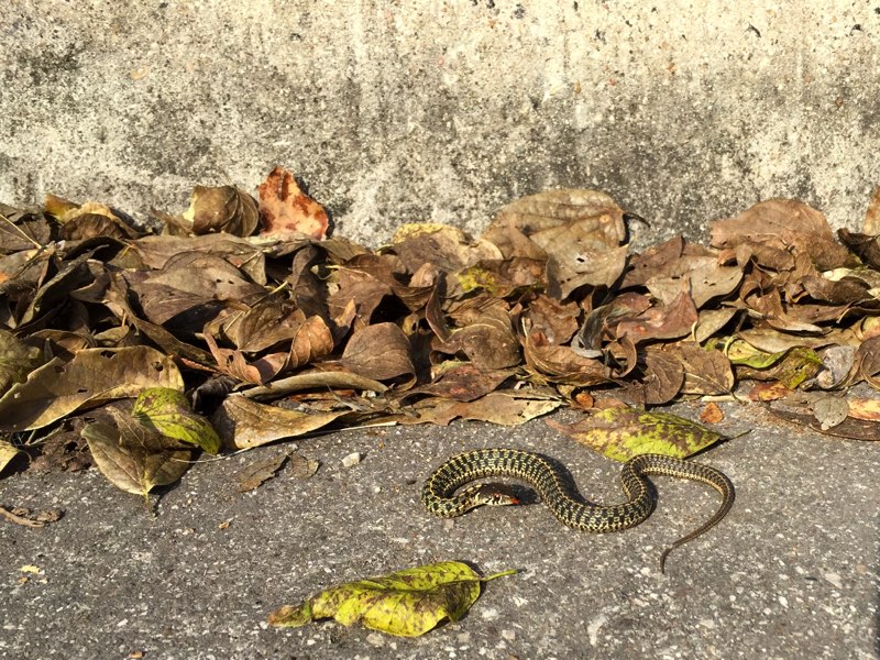 T he Checkered Garter Snake is olive colored with a black checkerboard pattern - photo 4