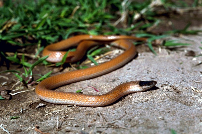 T he Plains Black -headed Snake is tan with a black cap on top of its head A - photo 6