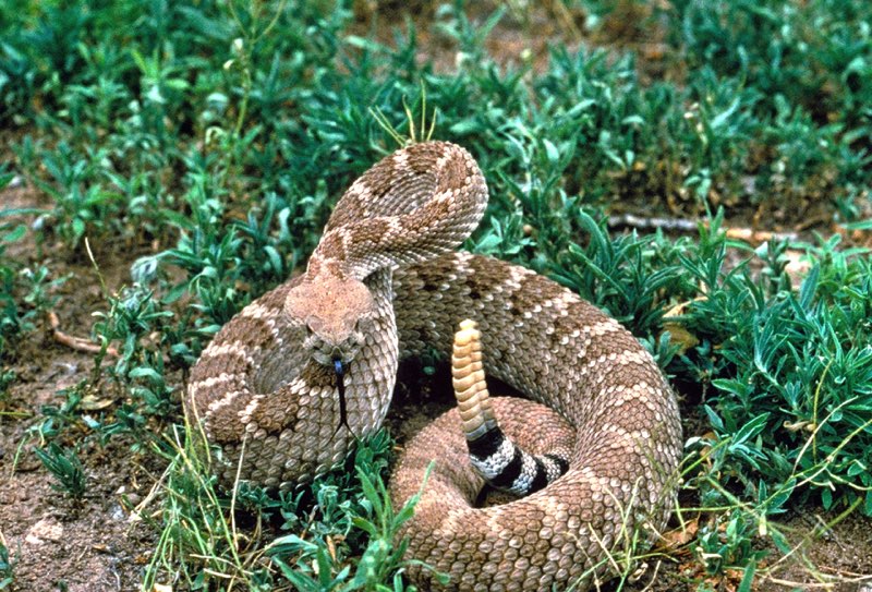 T he Western Diamondback Rattlesnake is a speckled graybrown with distinct - photo 9