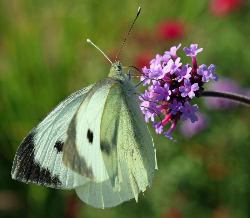 T he Cabbage White is white with black spots on its forewings It eats nectar - photo 10