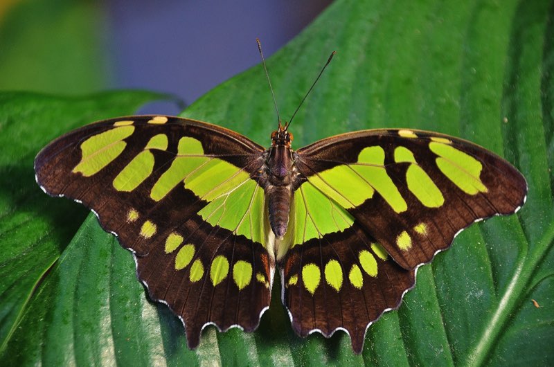 T he Malachite is a brilliant green and black butterfly It prefers to eat - photo 6