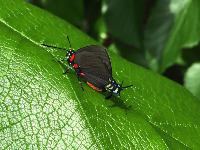 T he Great Purple Hairstreak is mostly black with an orange abdomen and - photo 8