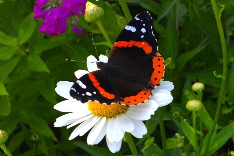 T he Red Admiral is a black butterfly with orange bands and white spots It - photo 3