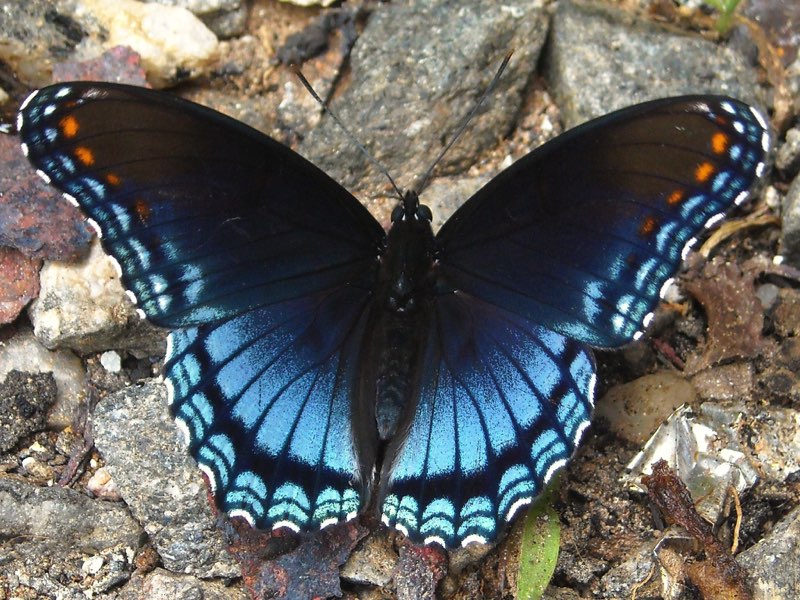 T he Red-Spotted Purple has iridescent blue wings with red-orange spots It can - photo 9