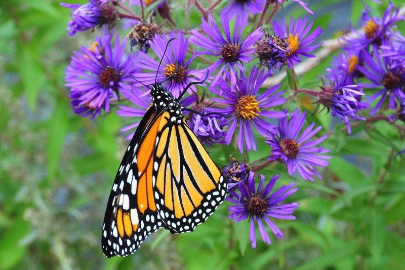 T he Monarch is a large orange butterfly with black veins and white spots It - photo 4