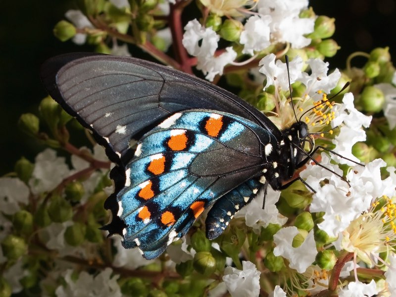 T he Pipevine Swallowtail has black forewings and blue hind wings with a row of - photo 7