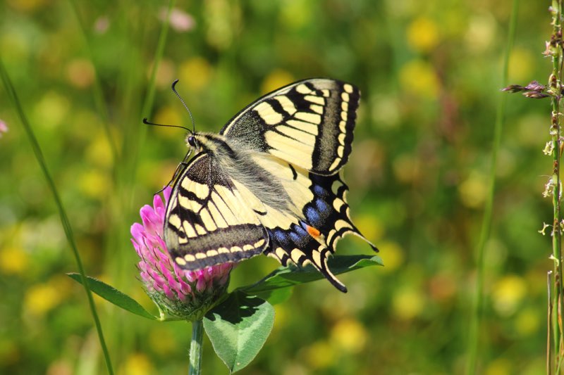 T he Old World Swallowtail has yellow wings with black veins and a black - photo 5