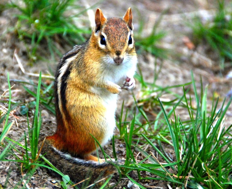 T he Eastern Chipmunk has reddish-brown fur with a white tummy and black and - photo 7