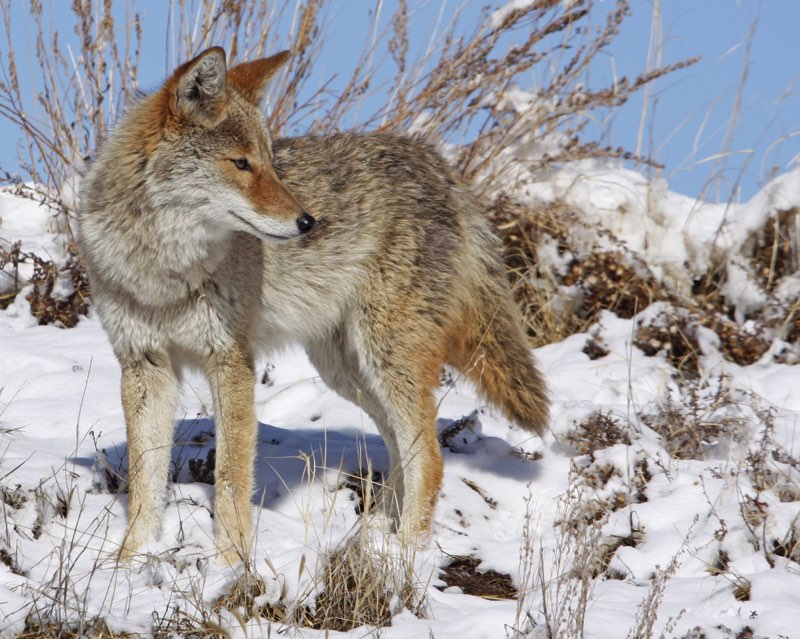 T he Coyote has grayish-brown fur with white fur on its belly and throat The - photo 5